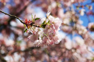japanische Kirschblüten